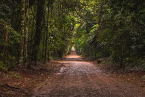 Serene unpaved road through lush forest in Rolândia, Brazil, showcasing natural beauty.